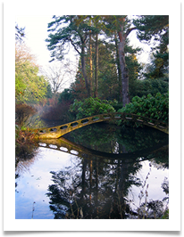 Tatton  Trees - Ann Tidswell